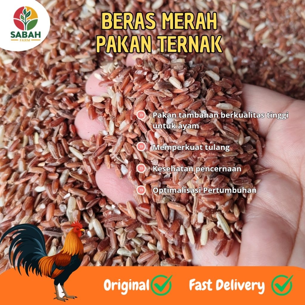 Beras Merah untuk Pakan Ternak Ayam kaya akan nutrisi