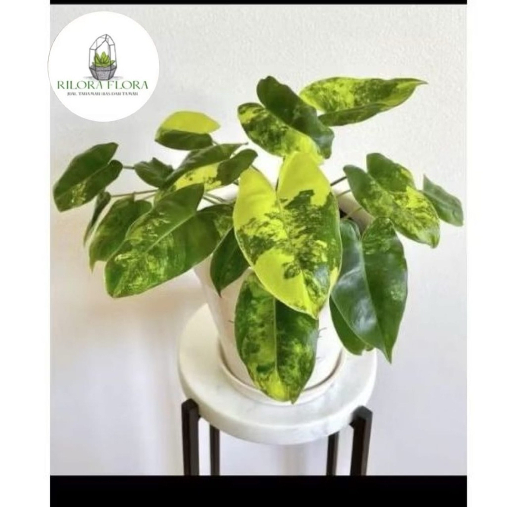 Tanaman hias philodendron burlemax varigata - Pohon philodendron burlemax varigata