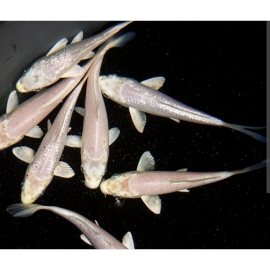 Aksesoris Aquarium Stiker Bibit Albinoo Patin Size 7-8 cm Anakan Patin Biasa Hiasan Akuarium |Ikan H