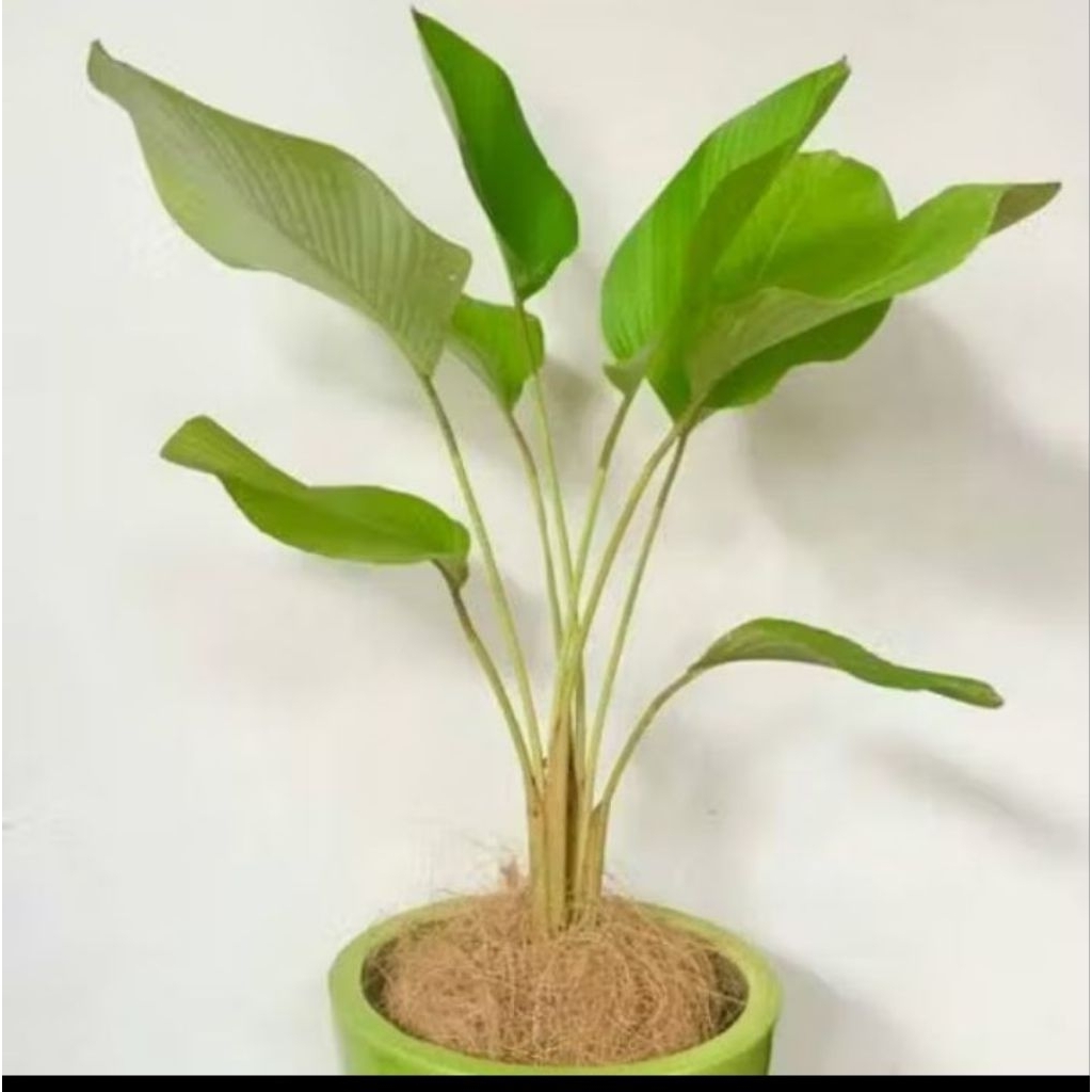 tanaman hias calathea luthea pisang Pisangan tinggi 20-80cm