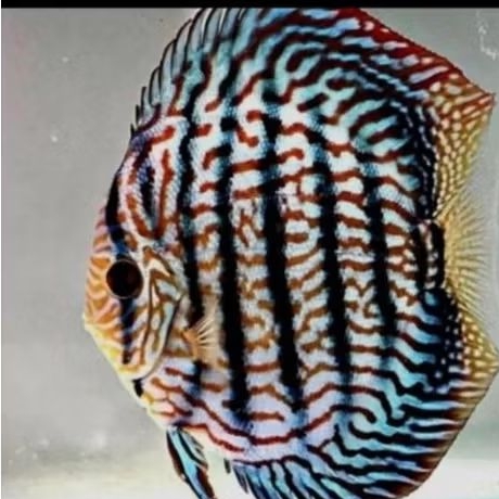 hackel tiger discus hiasan aquarium