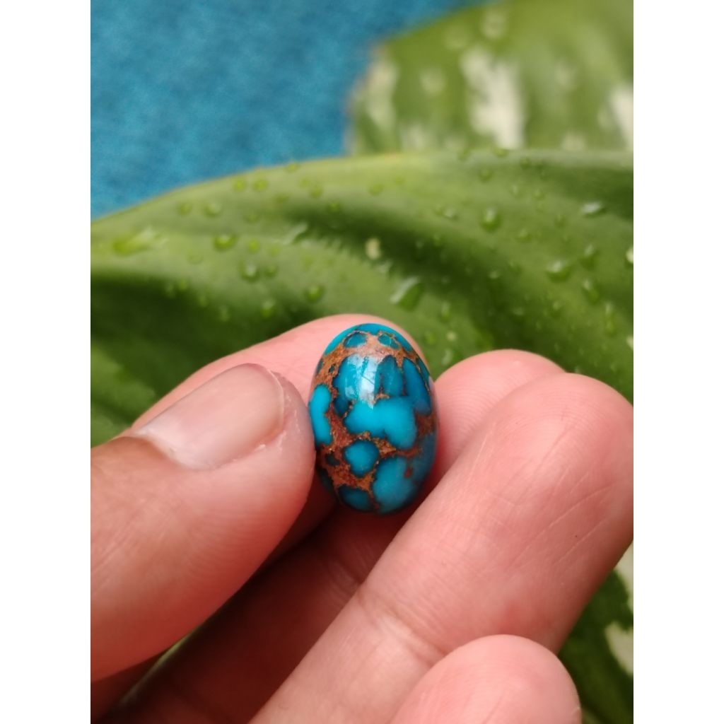 Pirus Mesir Ceplok Rapi Urat Emas