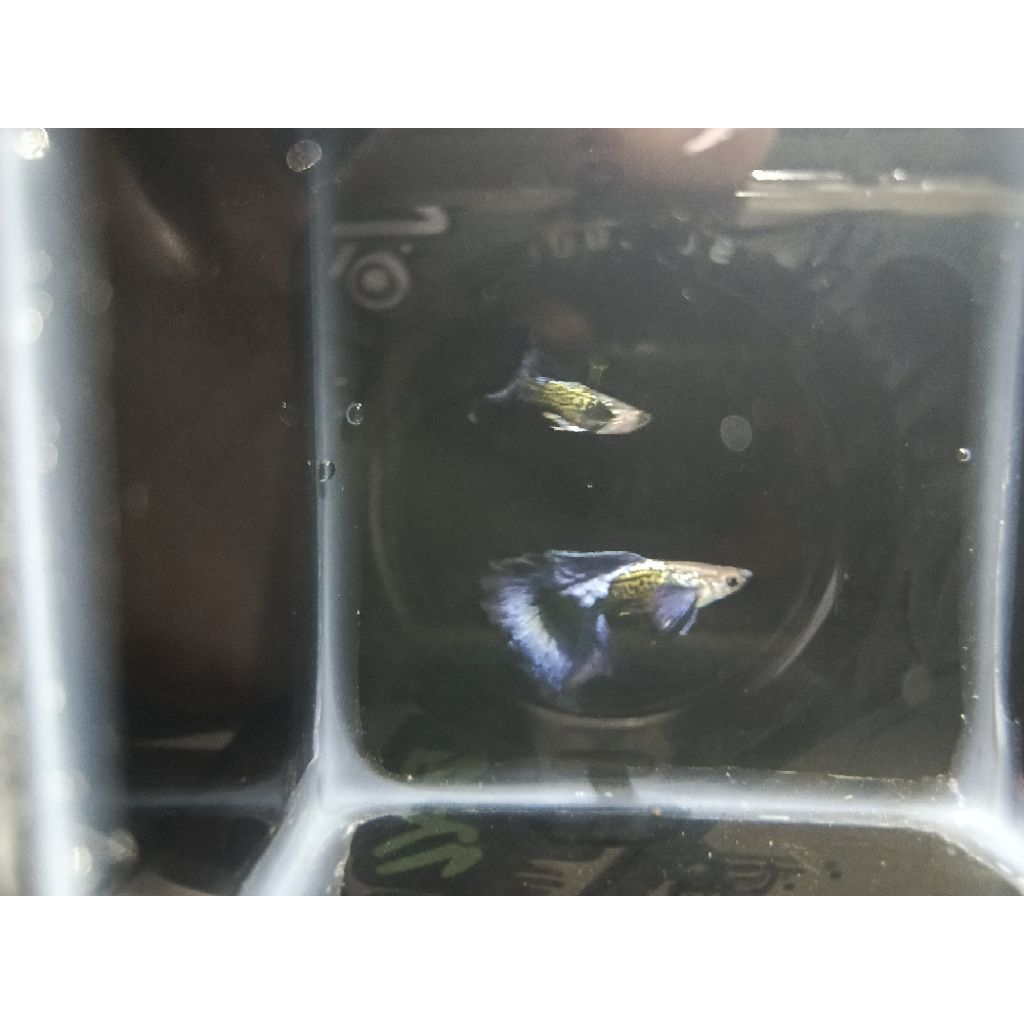 hiasan Guppy purple dragon Halfmoon top grade