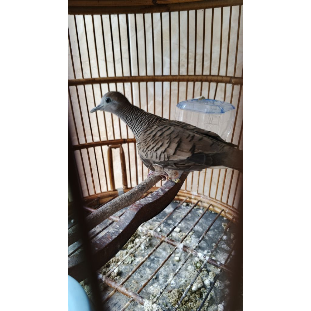 perkutut Bangkok jantan dewasa(Lampung &Jambi bisa kirim)