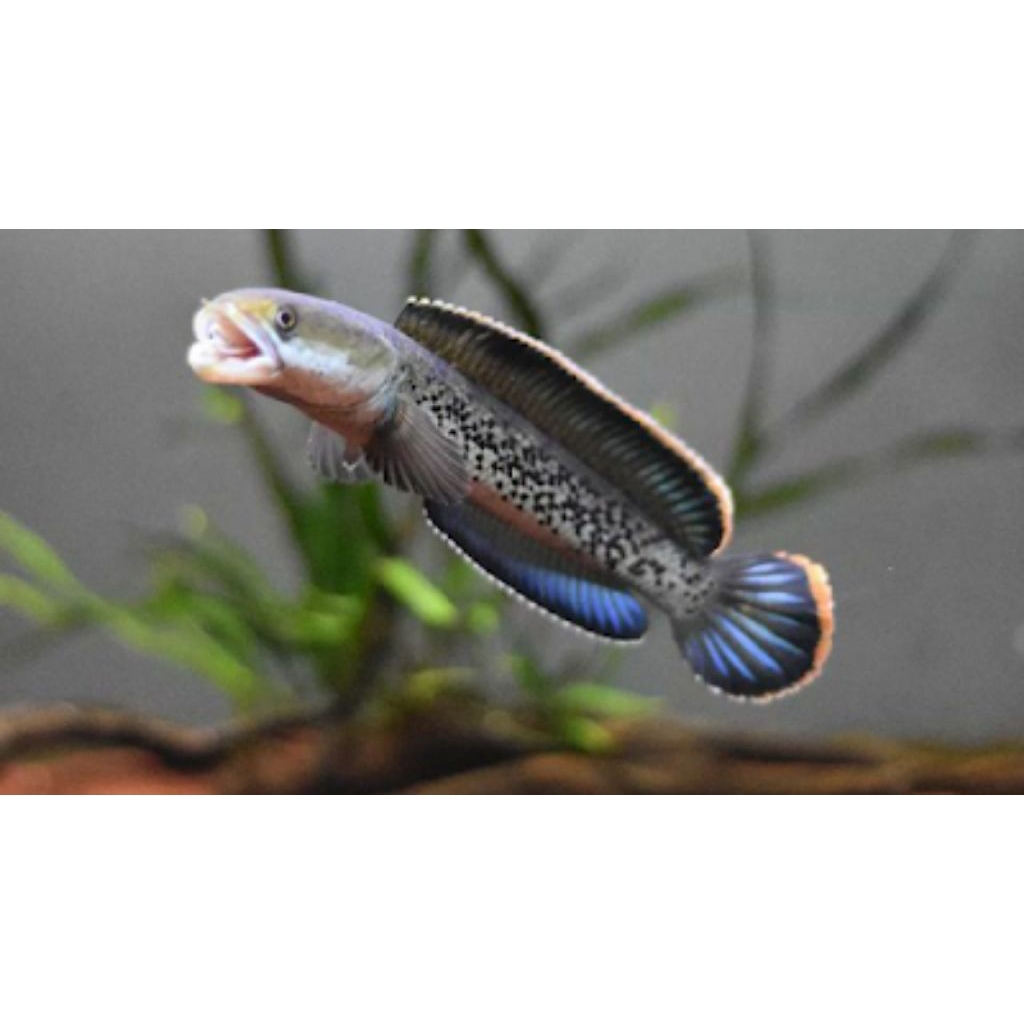 STEWARTI KARBIALONG Ful Pelet isi 2 Ekor 3/5cm