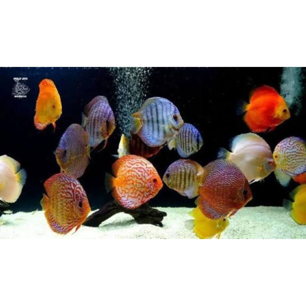 5 jenis isi 5 ekor hiasan aquarium discus 2cm - 1inch