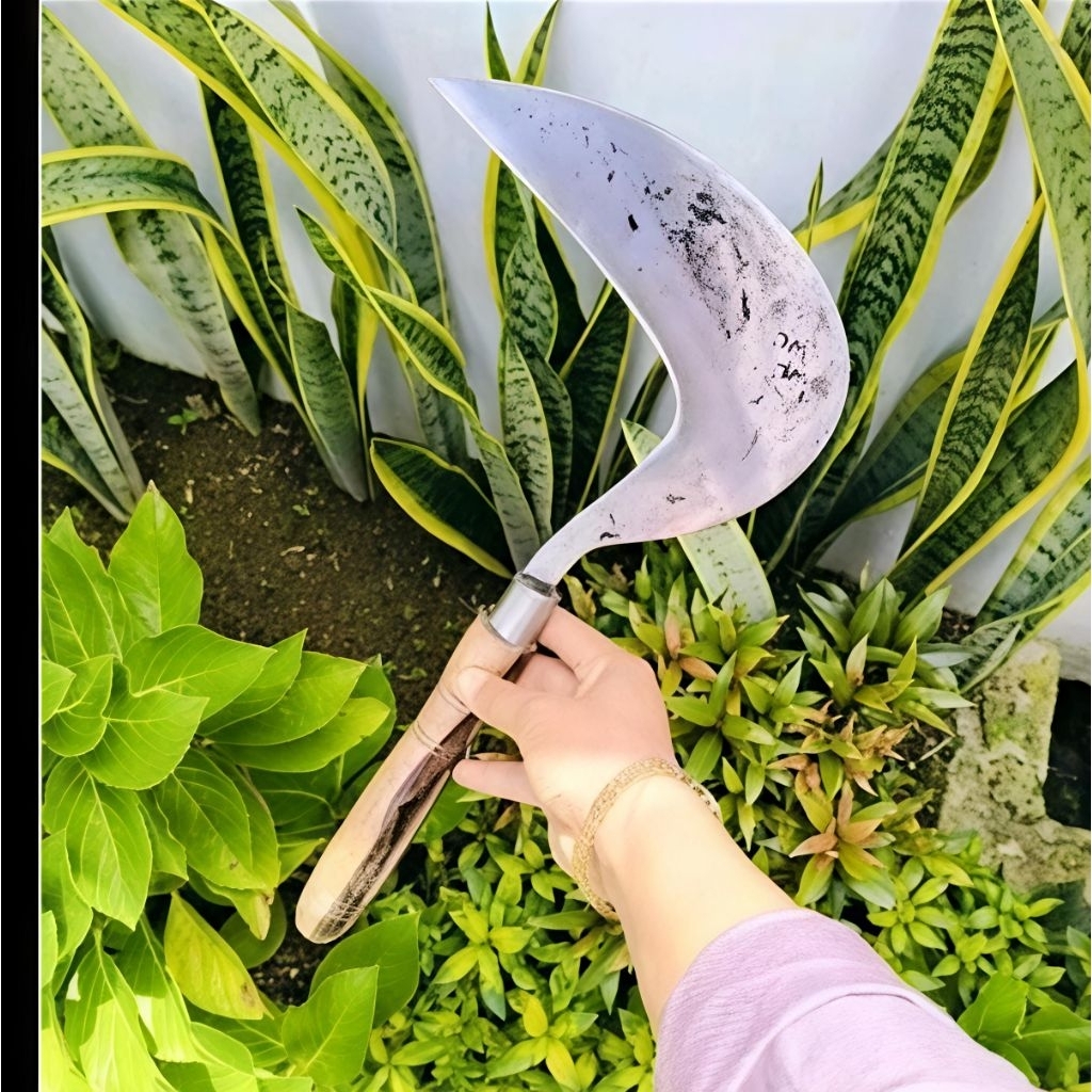 Arit Rumput Asli Garut Model Cikajangan Cap Dewi Bintang Baja Per Gagang Kayu Sonokling