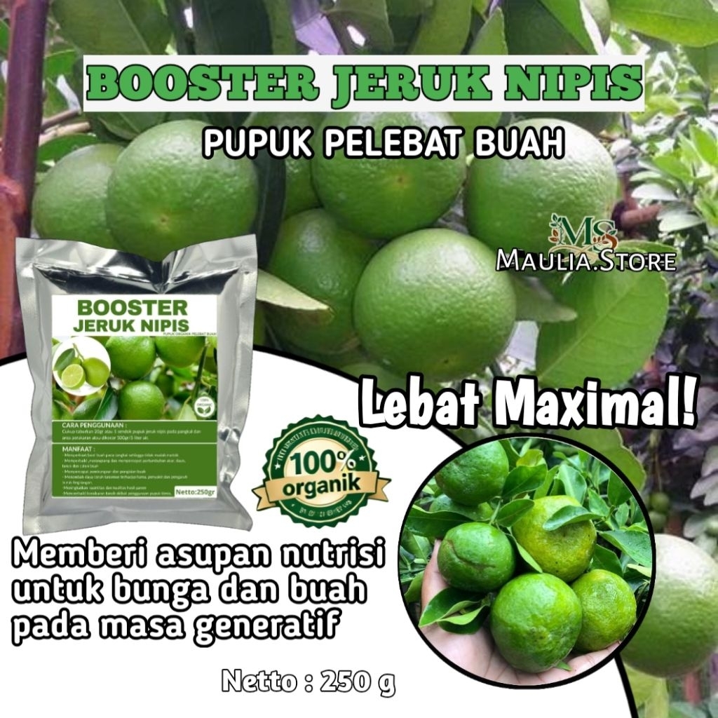 Pupuk Booster Jeruk Nipis Pupuk Khusus Buah Jeruk Nipis berbuah lebat