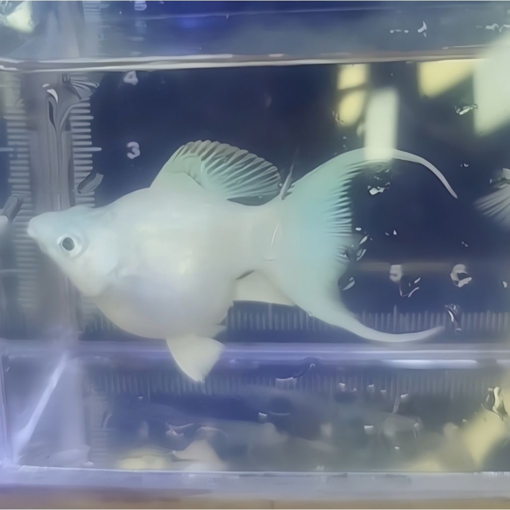 Ikan Molly Platinum Sepasang Cawang, Warna Cerah dan Mudah Dirawat