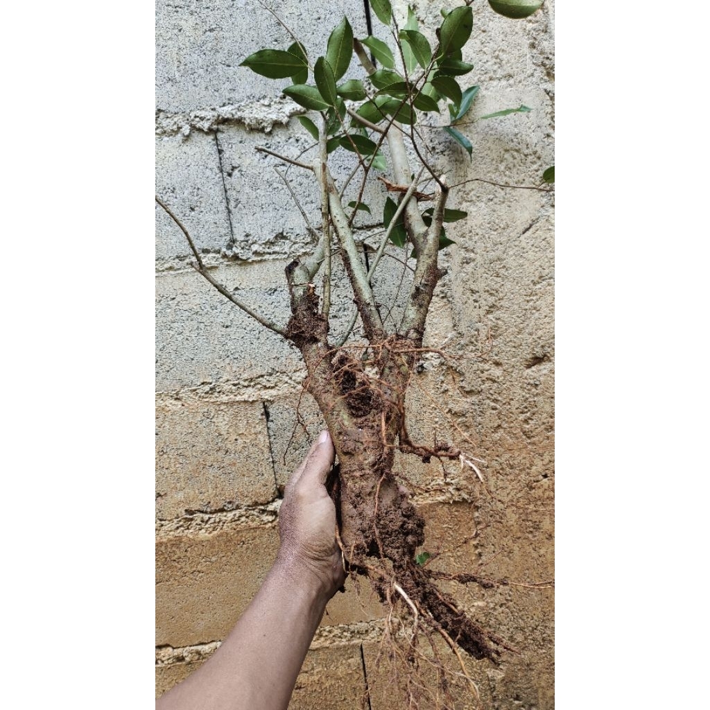 bahan bonsai ficus Beringin lokal realpic sesuai gambar
