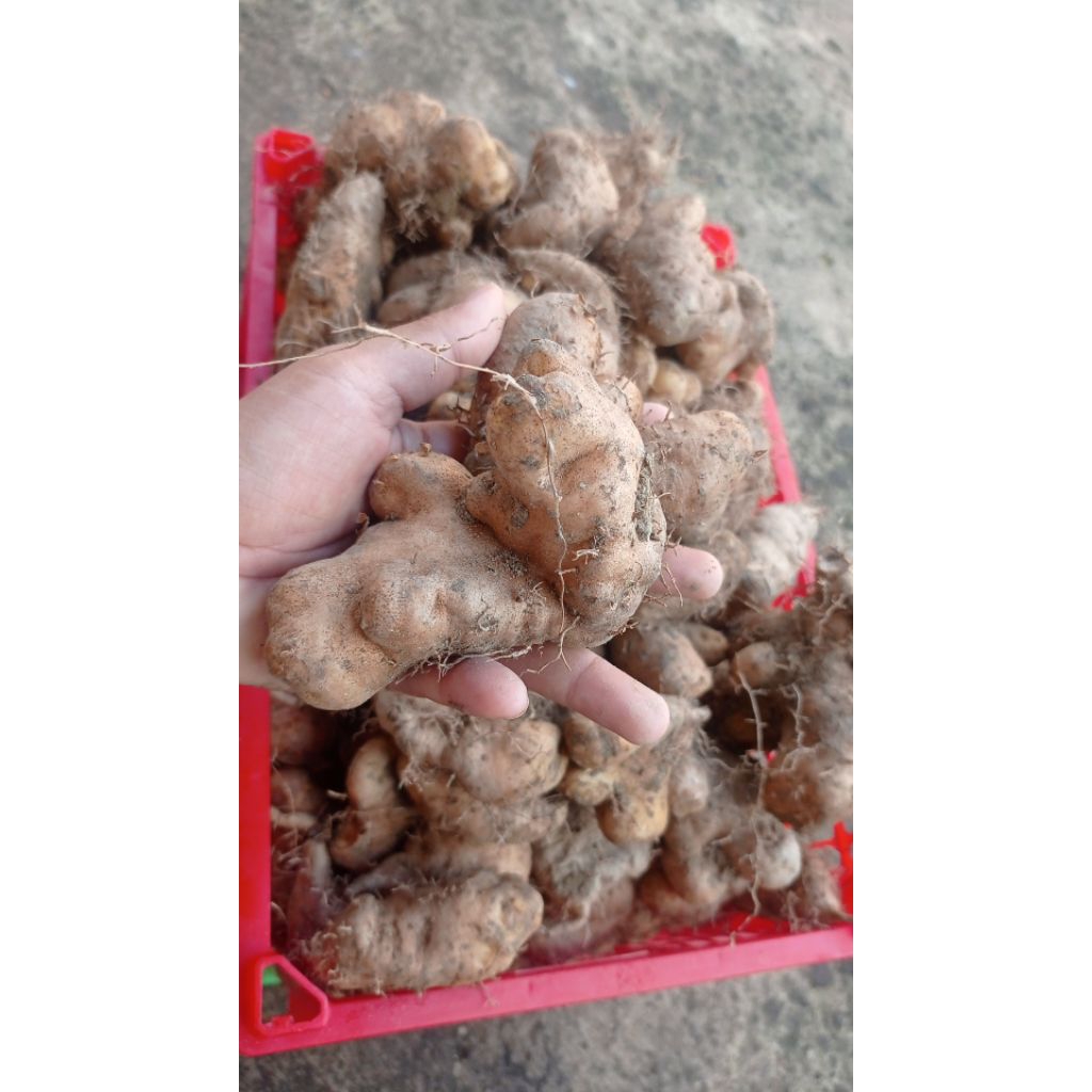 Gembili ketan/ ubi gembili ketan / hui gembili ketan