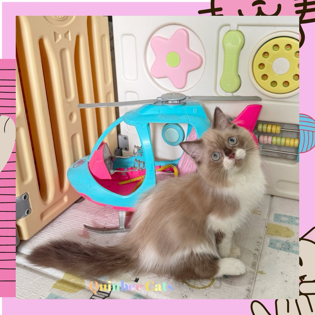 Kucing Ragdoll Seal Bicolor Jantan Chocolate Cinnamon White