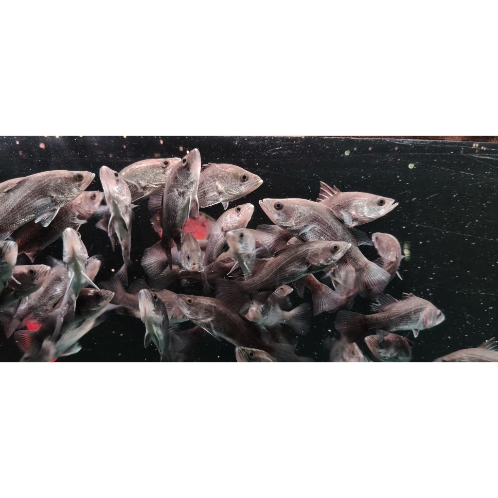 baramundi/kakap/airtawar