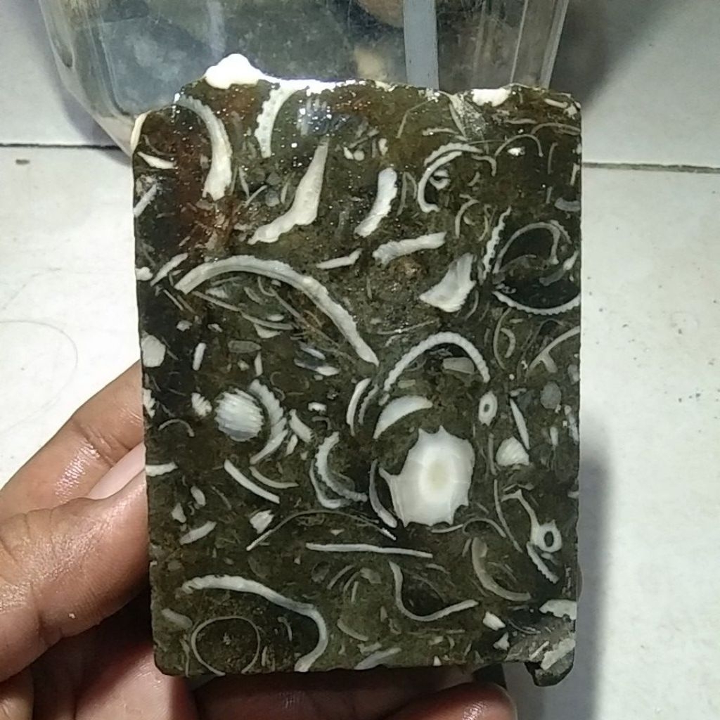 BATU FOSIL KERANG PURBA MOTIF KALIGRAFI