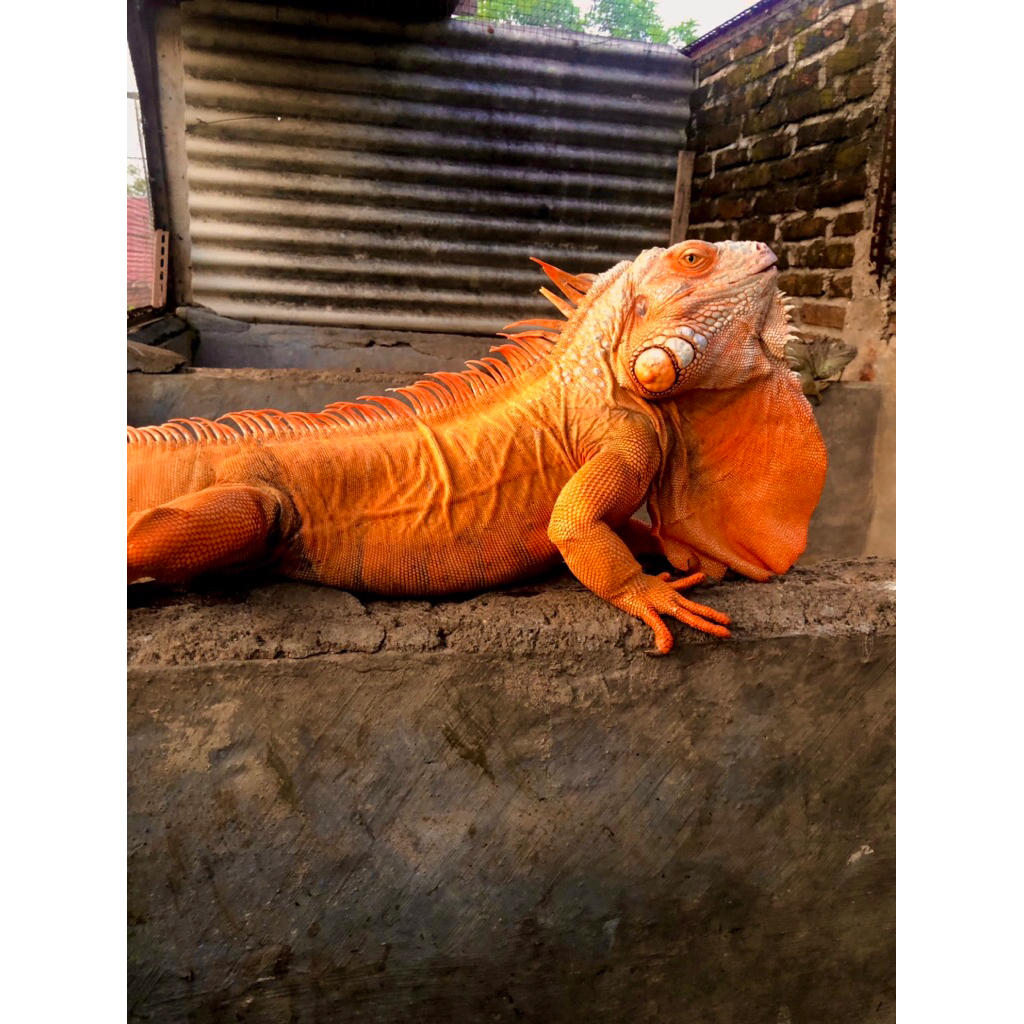 iguana merah indukan