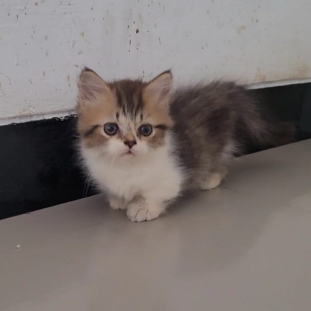 (GOJEK/INSTAN) KUCING MUNCHKIN JANTAN 2 BULAN LUCU DAN MANJA