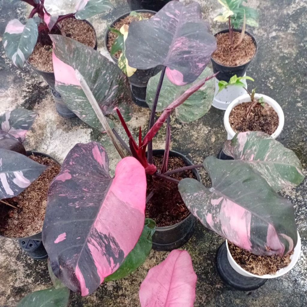 Philodendron Pink Princess Galaxy Marble Size Jumbo "Tanaman indor"