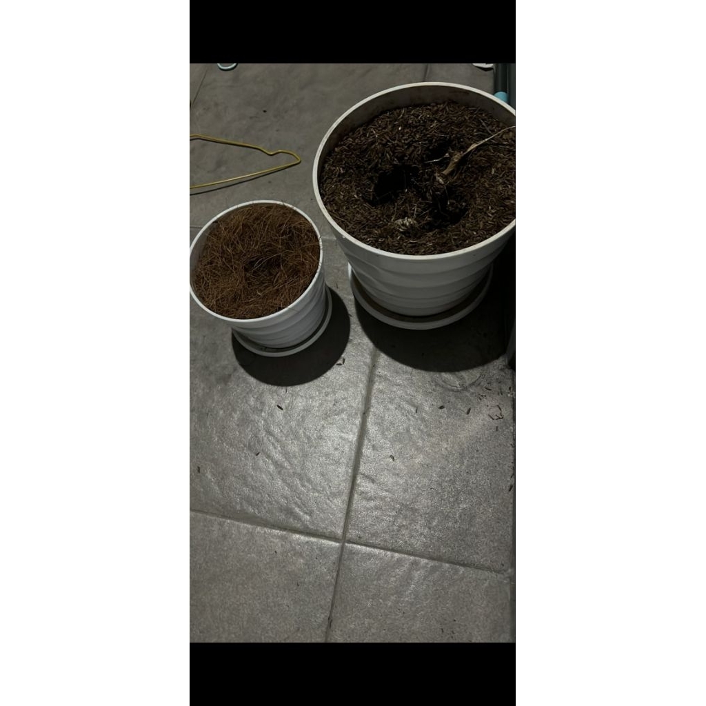 PRELOVED Pot Tanaman bekas, pot bunga aesthetic