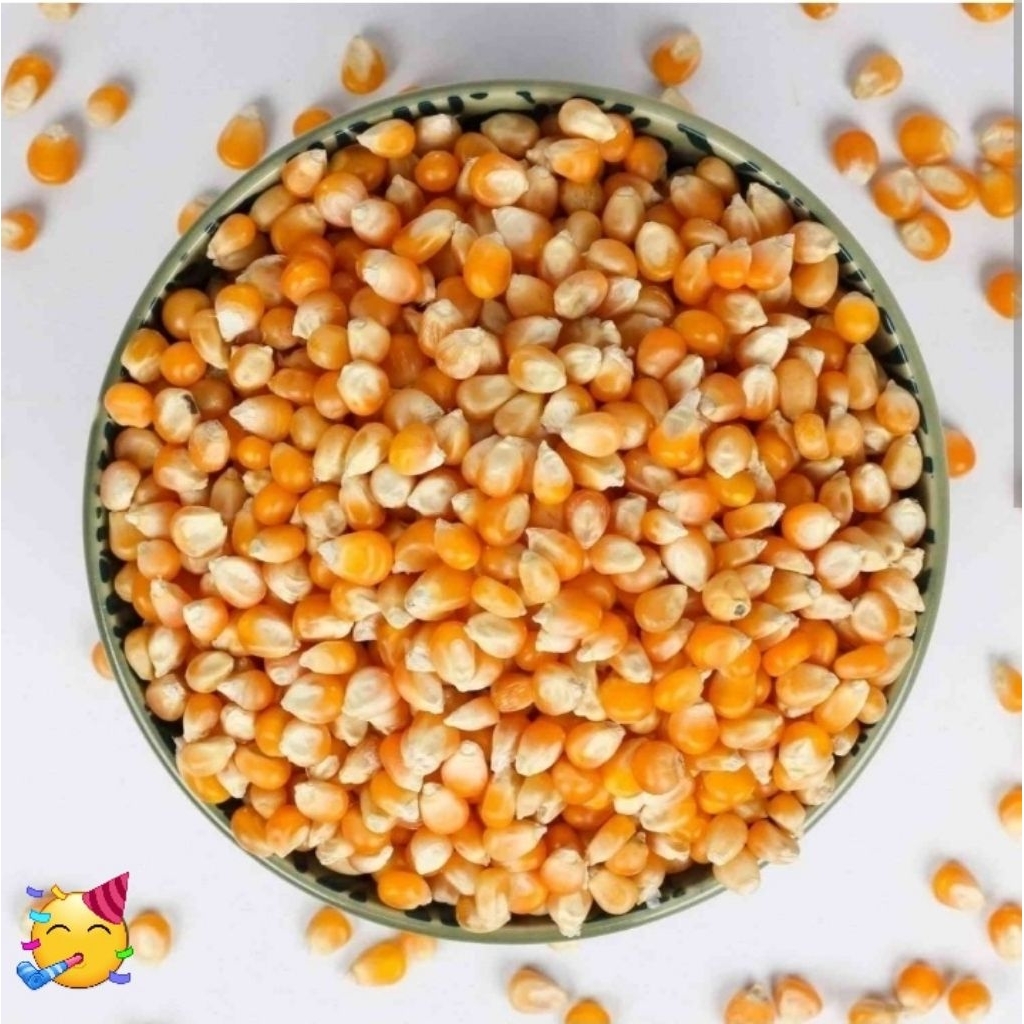 jagung pipil kering premium | pakan ternak