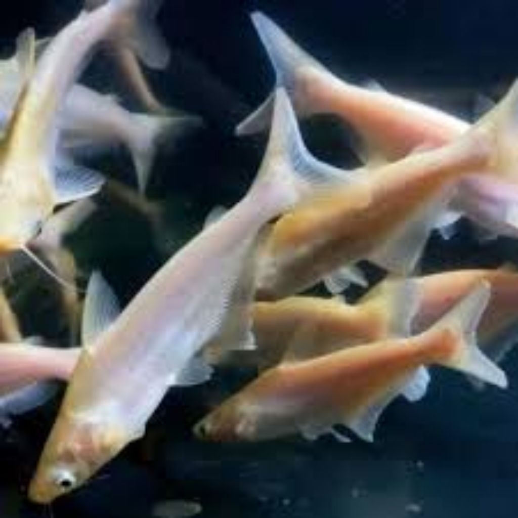 Patin albino