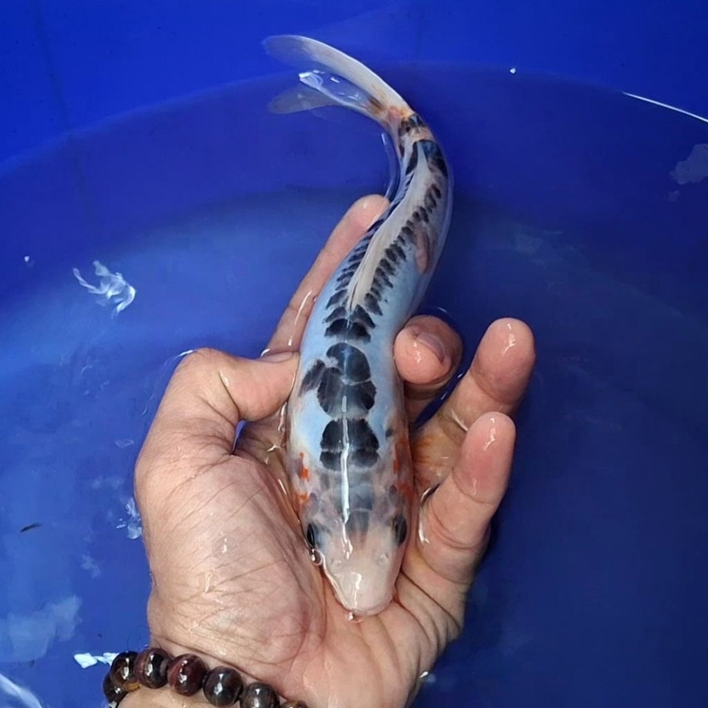 Ikan Koi Blitar Jenis Shusui / Rumah Koi Jakarta / kode 0021