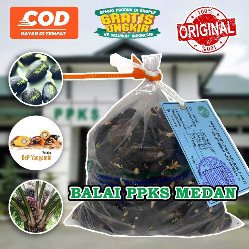 BENIH KELAPA SAWIT UNGGUL PPKS DXP 239 ORIGINAL