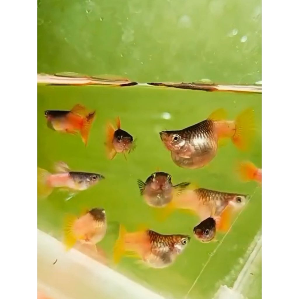 Guppy pingu short body ballon pasangan