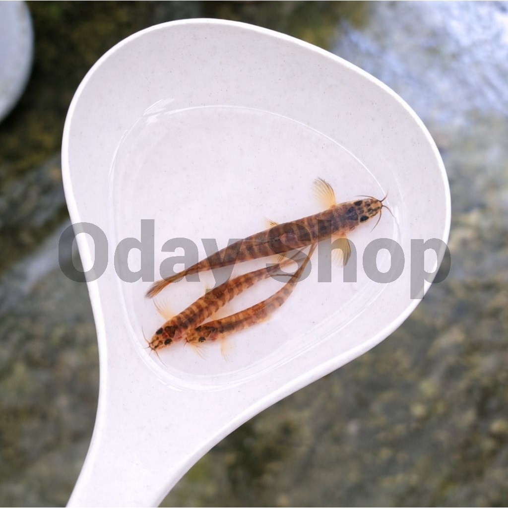 hiasan/dekorasi aquarium ikan uceng/goby uceng aquascape