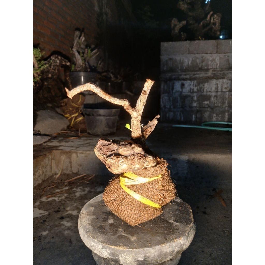 Bahan Bonsai Santigi Karang Small