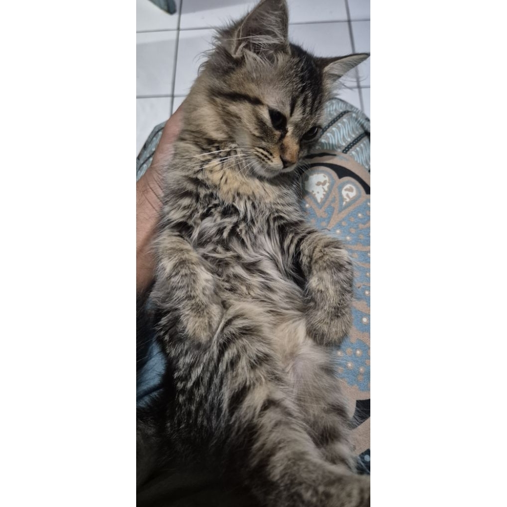 Anak Kucing Kitten Jantan Himalaya 3 Bulan