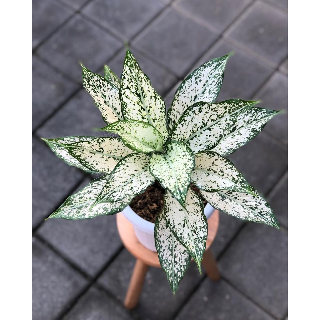 AGLONEMA SNOW WHITE DEWASA
