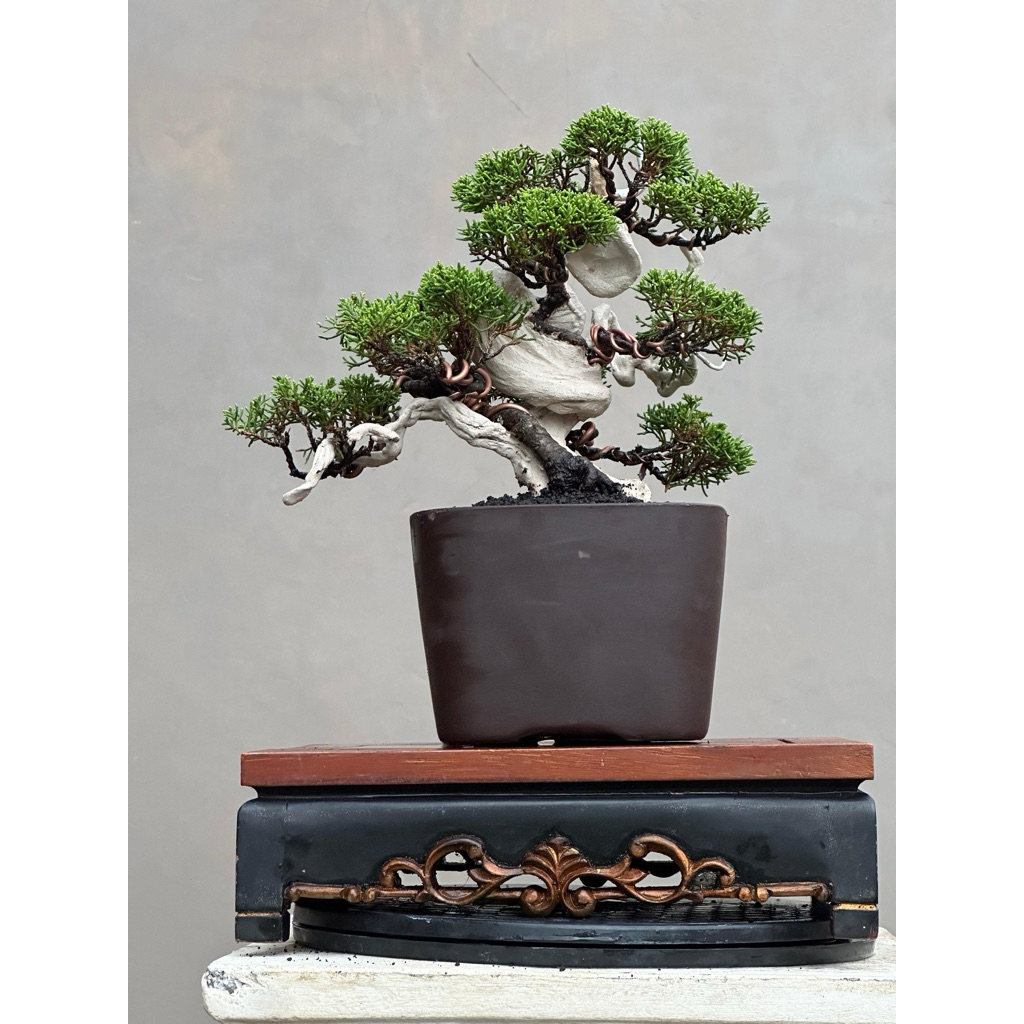 Bonsai cemara sargenti itoigawa (tanuki)