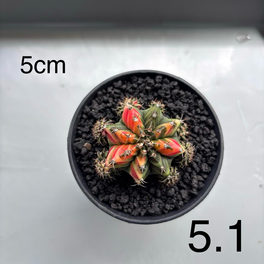 Gymnocalycium mihanovichii varigata