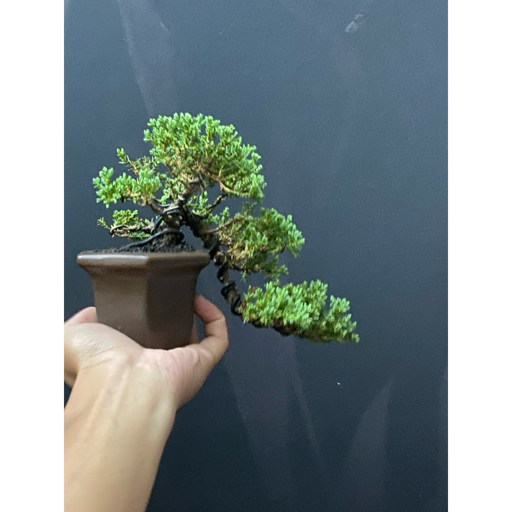 Bonsai cemara pingpong dwarf original