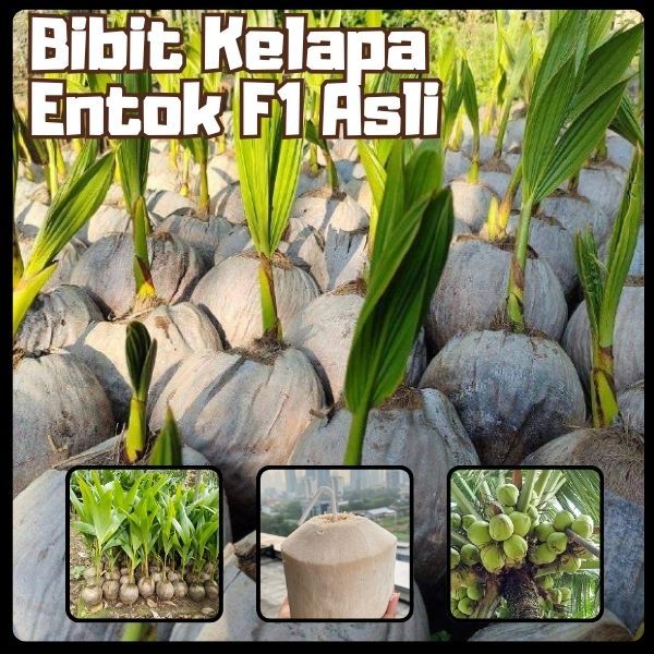 DICARI-CARI  Bibit Kelapa Pendek Entok Jumbo