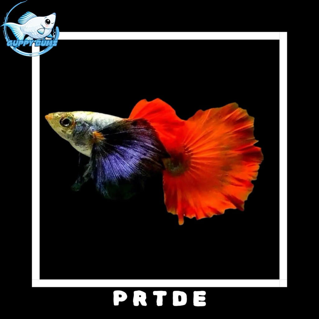Galeri ikan hias sepasang guppy prtde siap breed