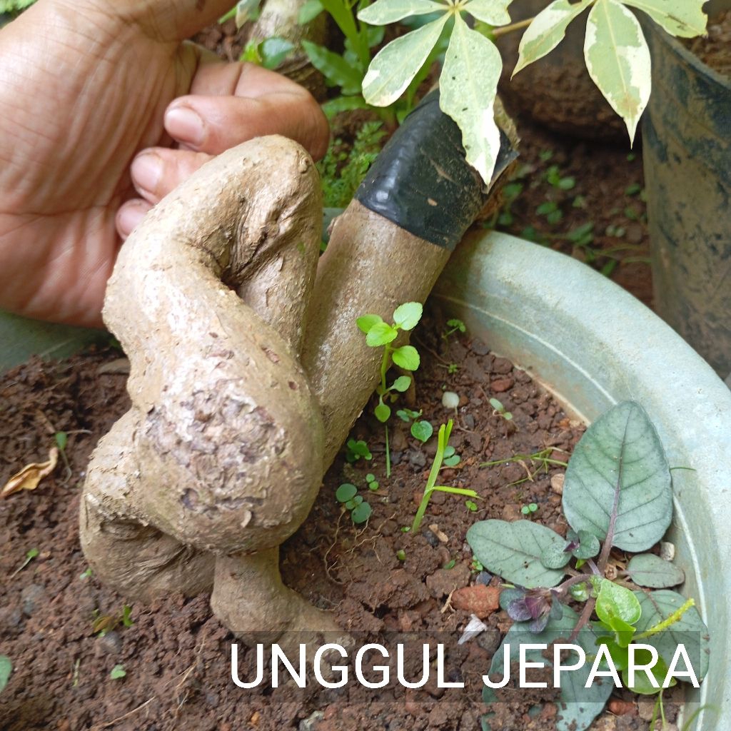 BONSAI RANDU VARIEGATA