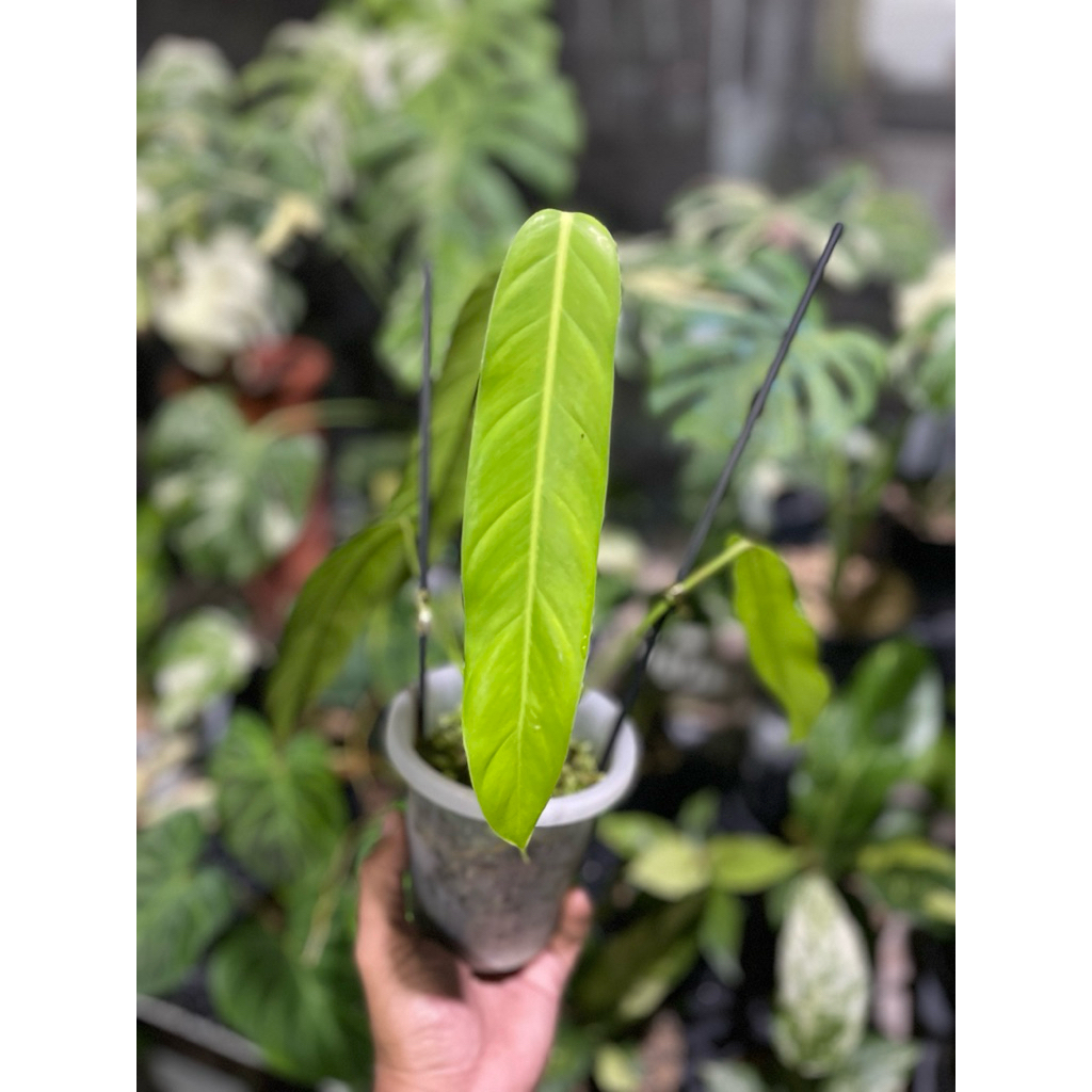 Tanaman Hias Murah - Philodendron Patriciae