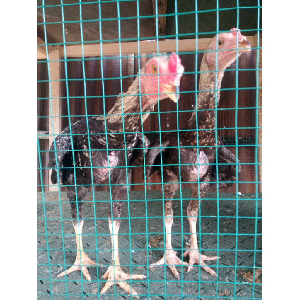 Ayam Bangkok Thailand ORI import usia 3-4 bulan+