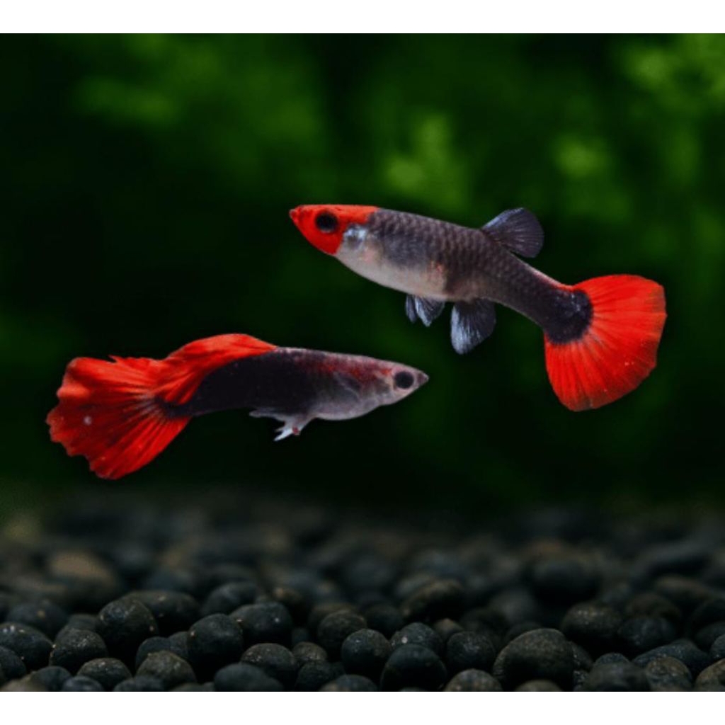 HIASAN AQUARIUM GUPPY RED KOI INDUKAN 100% GARANSI