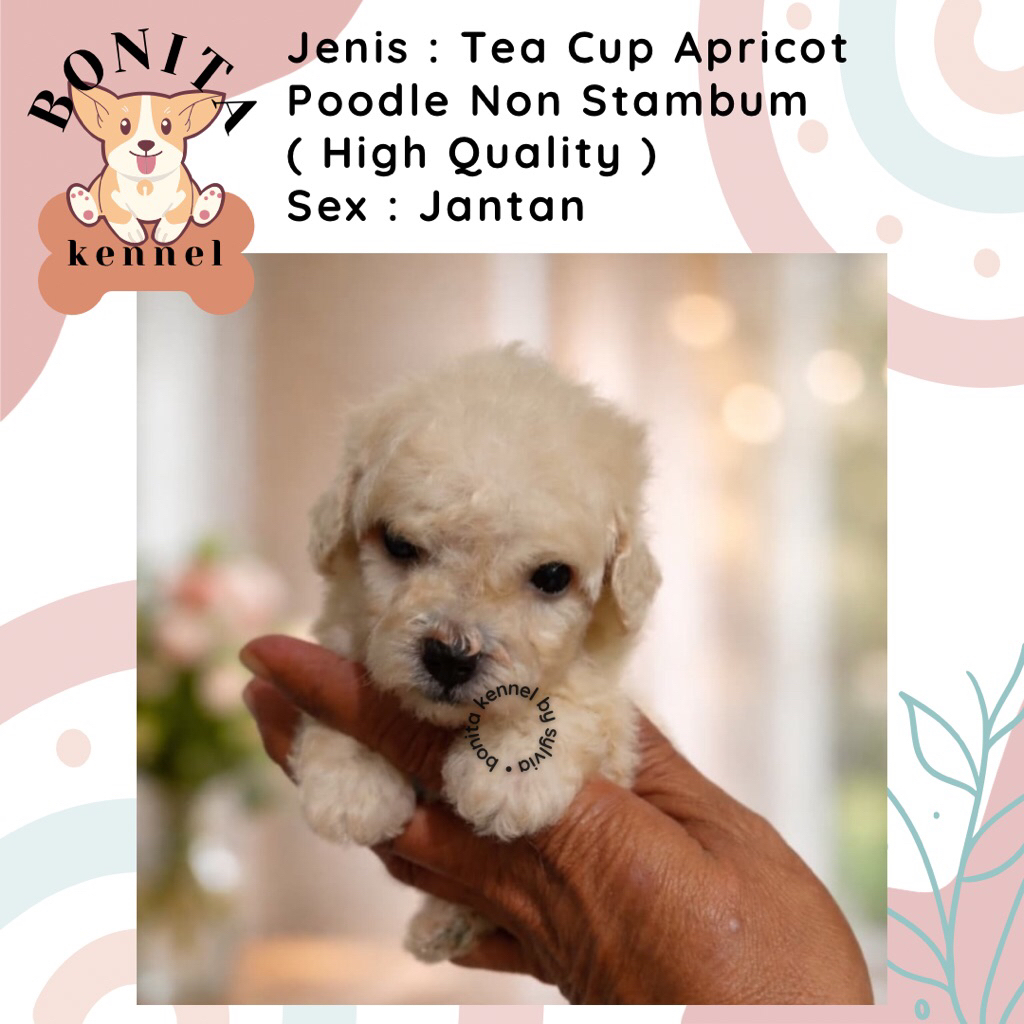 Apricot Tea Cup Poodle Non Stambum Anakan Anjing Poodle Putih