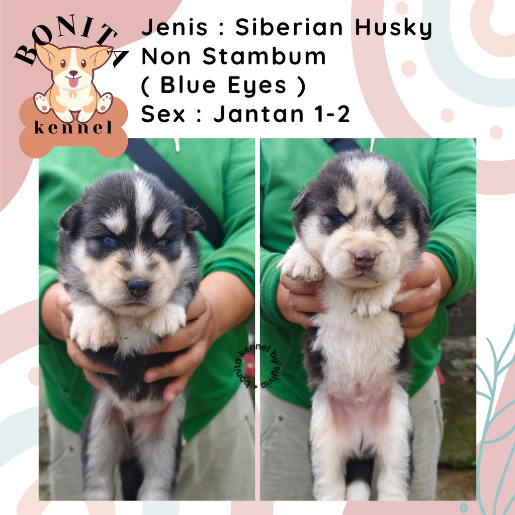 Siberian Husky Long Hair Non Stambum Grey Copper Anak Anjing Husky Jantan Betina