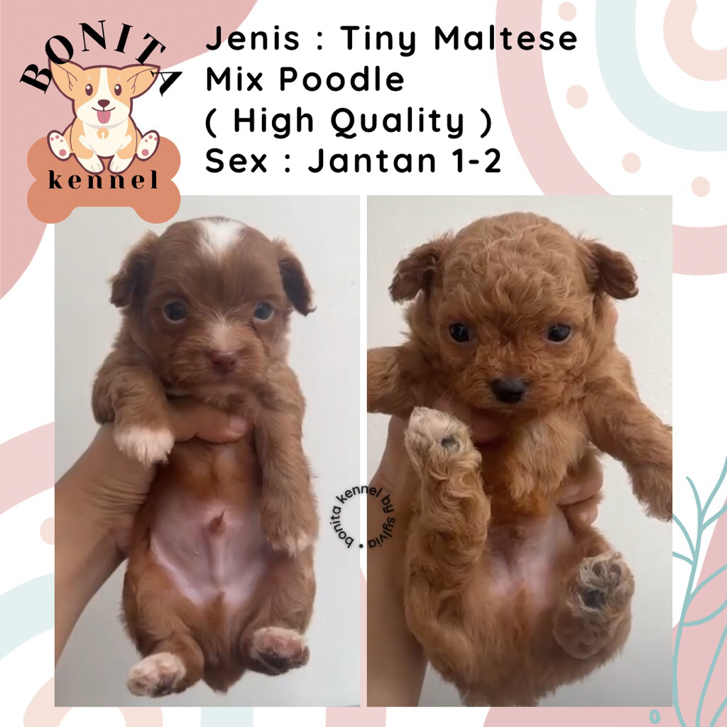 Maltese Mix Poodle Particolor Maltipoo Anjing Maltis Poodle Jantan Betina