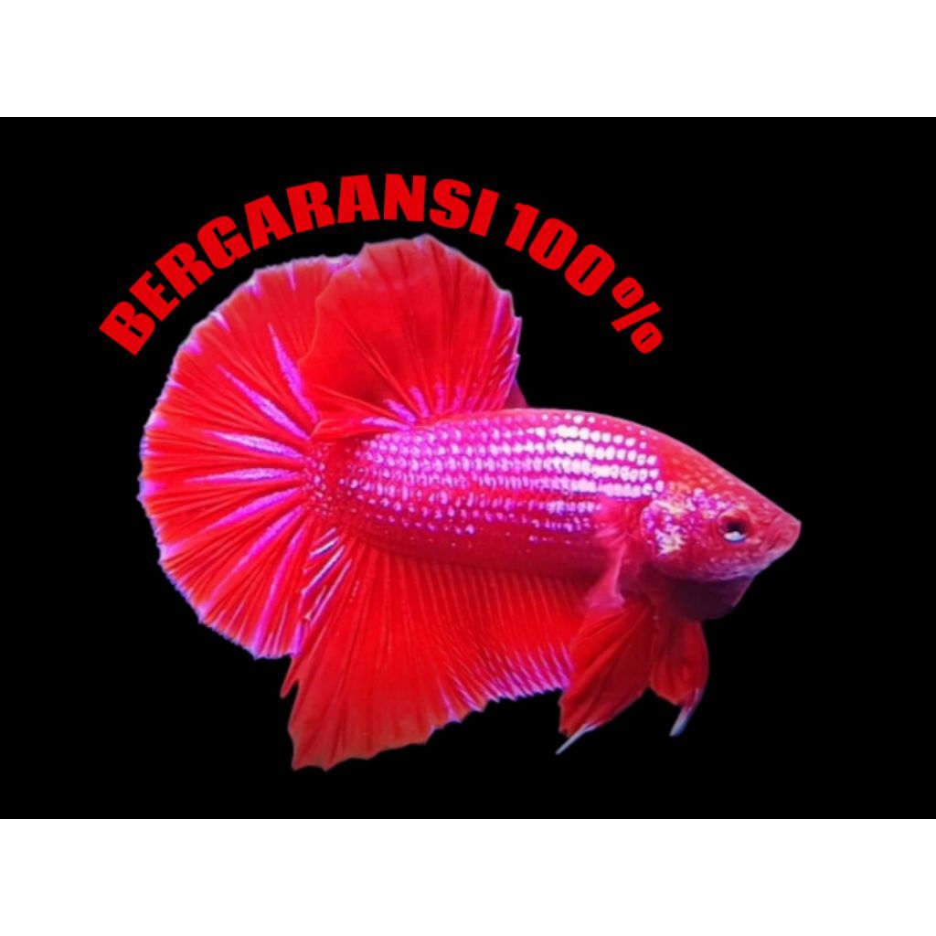 Cupang Hmpk Bester Besgel Top (class contest)