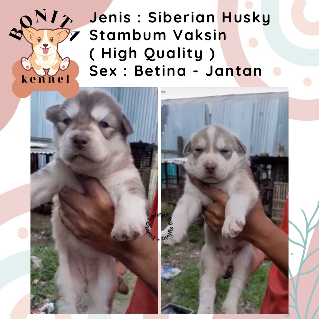 Siberian Husky Stambum Anak Anjing Husky Red Cooper Jantan Betina