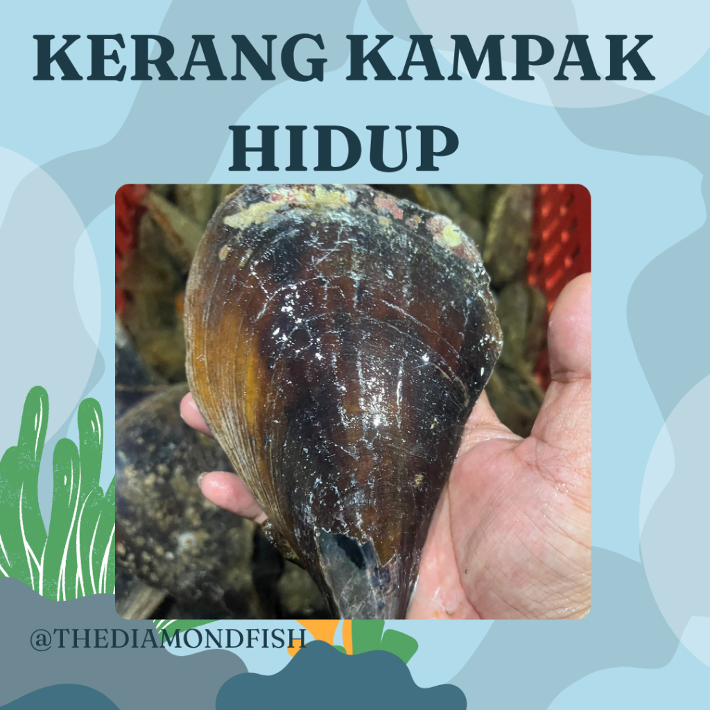 Kerang kampak Hidup 1 Ekor Kerang kampak Besar
