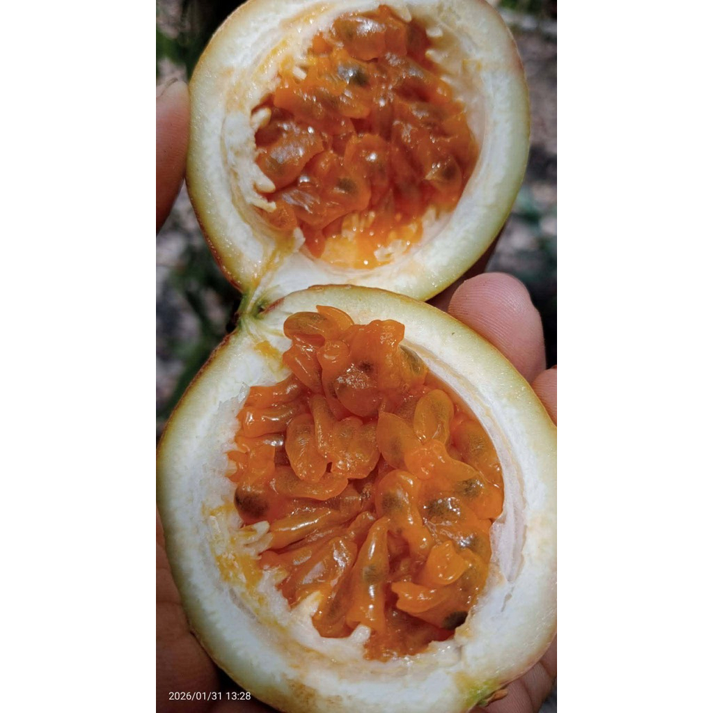 Markisa Madu