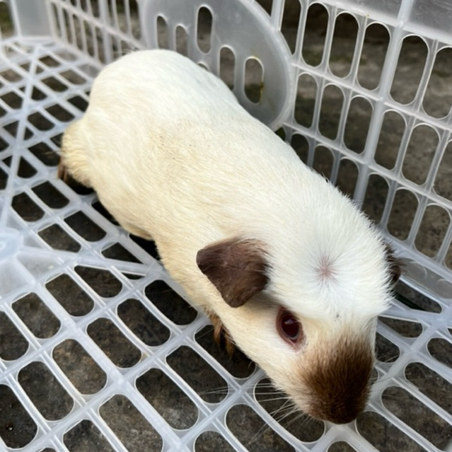 Guinea Pig California Betina