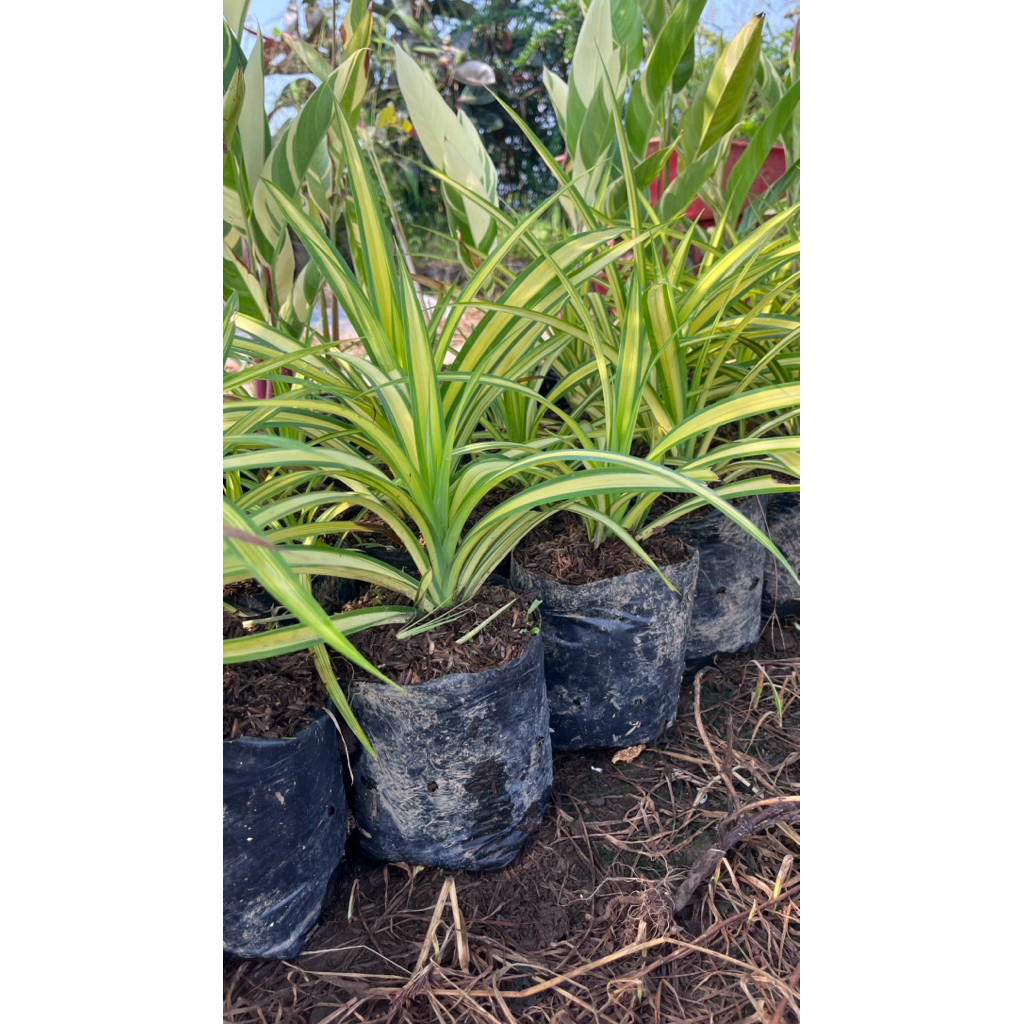 PANDAN VARIEGATA KUNING TANAMAN HIAS