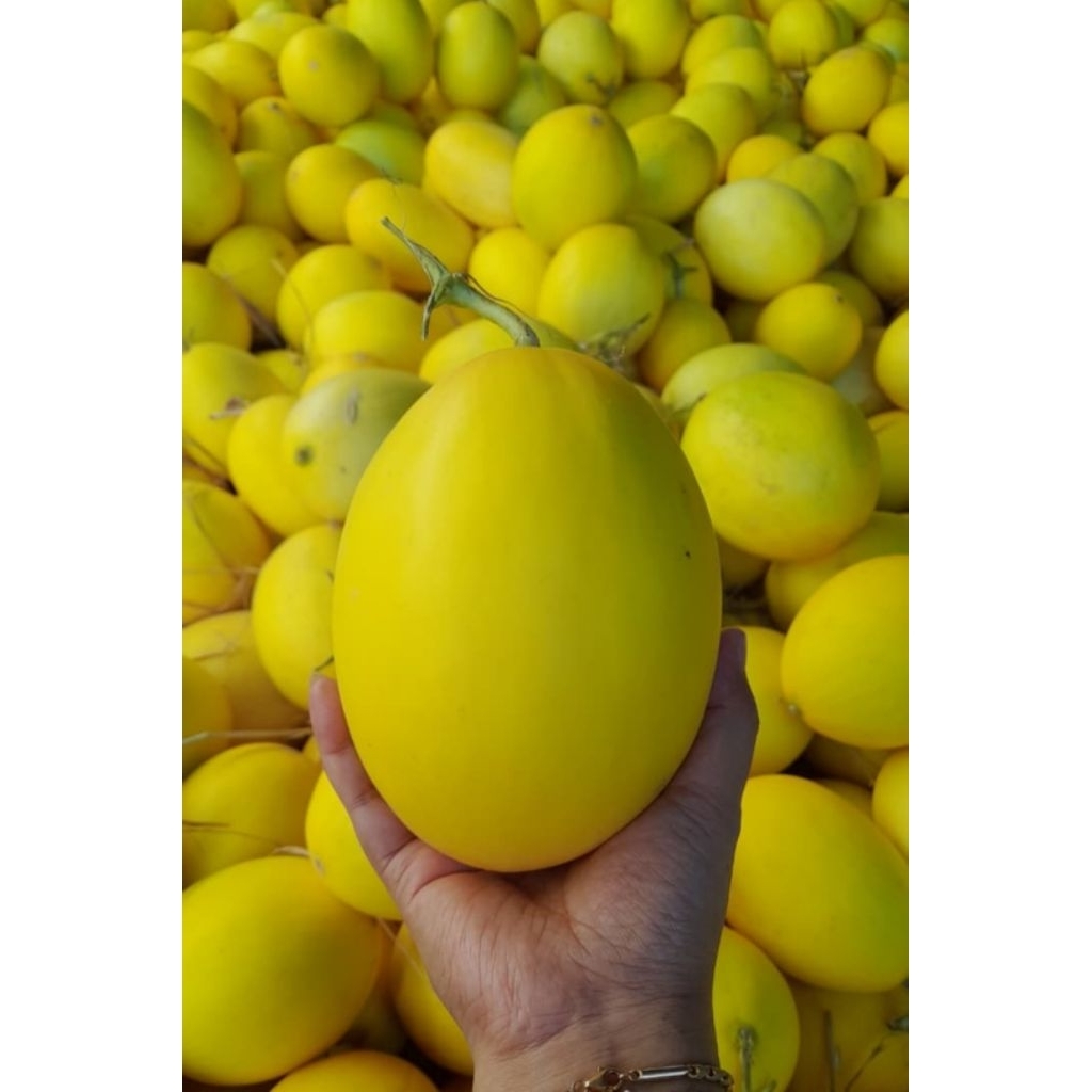 Melon Golden Premium Manis Segar Buah Fresh Pilihan Jumbo Grade A